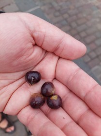 Kínai banyan, Függönyfüge, Ficus microcarpa, évelő, fásszárú
